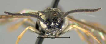 Media type: image;   Entomology 623208 Aspect: head frontal view